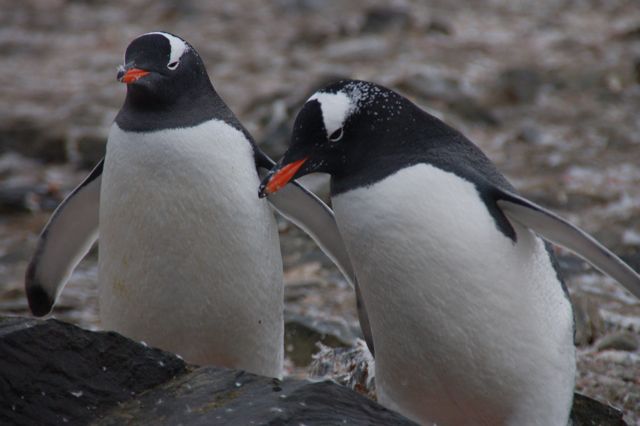 Pingüinos Antartida